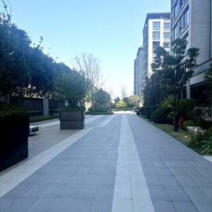 城市中整洁的林荫步行道