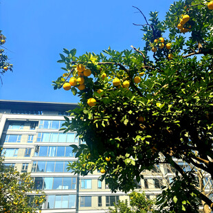 楼前枝头橙黄绿叶