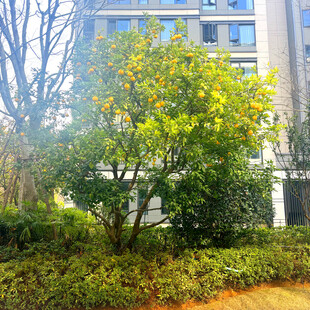 秋日小区绿植景观