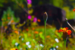 多彩花丛中的挺立花苞