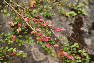 岩石上的红绿叶植物