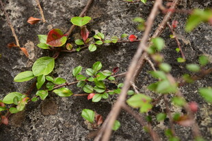 地面上的绿色植物与红果