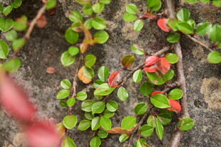 绿叶红果攀附于石壁