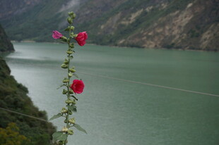 江边绽放的艳丽红花