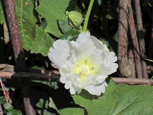 白色木槿花绽放