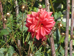 娇艳大丽花绽放于绿植间