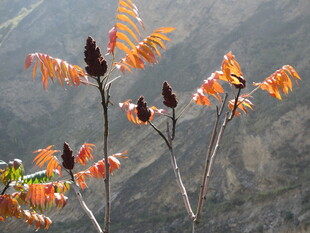 山间橙红秋叶摇曳生姿