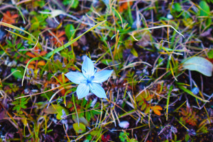 草丛中的蓝色小花