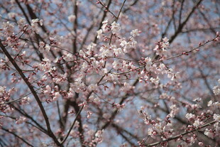 枝头绽放的粉嫩樱花
