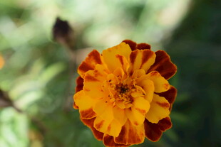 橙黄相间的美丽孔雀草