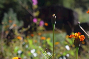 多彩野花绽放于草地