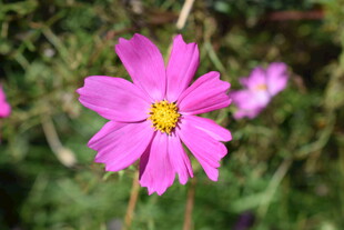 娇艳粉色格桑花独自绽放