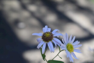 两朵淡蓝小花特写