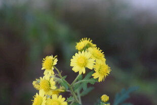 绽放的黄色小花