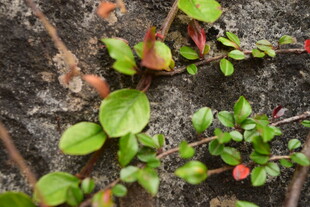 地面生长的嫩绿植物