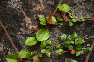 地面生长的嫩绿带红植物