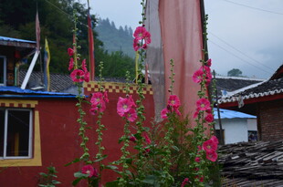 藏式建筑旁的艳丽花卉