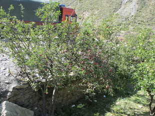 山间绿植丛中的红色物体