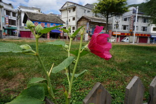 庭院中绽放的艳丽花朵