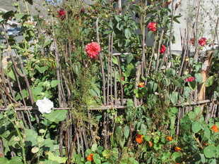 花园中绽放的多彩花卉