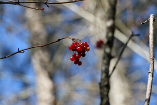 枝头红果映蓝天