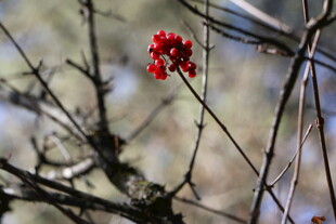 枝头红果绽 萧瑟冬景添韵