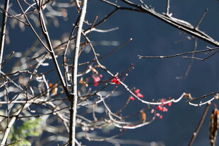 水边红果挂枝头