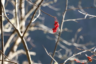 枝头红果映冬景