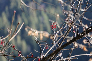 枝头红果映山林