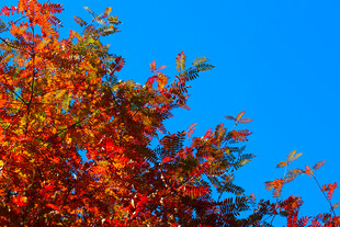 秋日红枫映蓝天