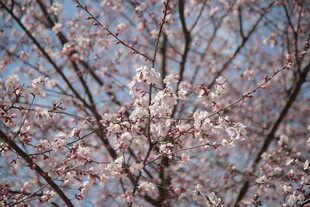 枝头绽放的美丽樱花