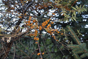 枝头橙黄果实点缀林间