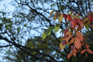 枝头红叶展秋意