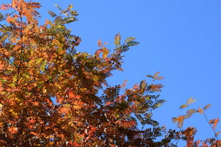 秋日树梢 蓝天映衬美景