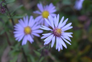 淡紫色雏菊绽放