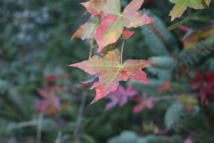 秋日枝头五彩斑斓枫叶