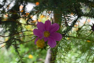 紫色小花绽放于枝叶间