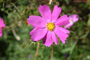 娇艳粉色波斯菊绽放