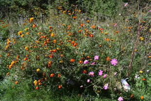 多彩野花绽放于绿野间