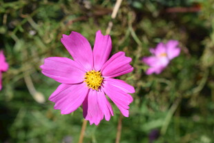 娇艳粉色波斯菊绽放