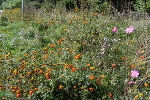 野外多彩花卉绽放