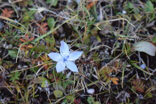 草丛中的白色小花