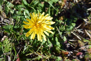 草地上的黄色蒲公英花朵