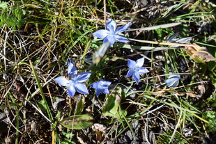 草丛中的蓝色小花