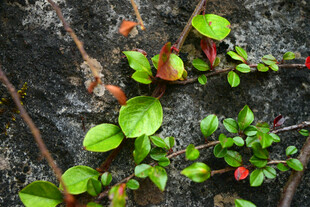 岩石上的嫩绿植物