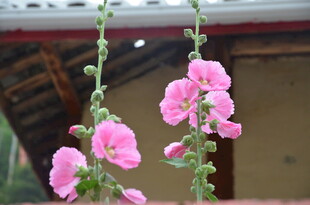 娇艳粉色蜀葵绽放