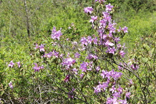 野外绽放的紫色美丽花朵