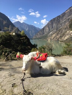 高原上休憩的装饰牦牛