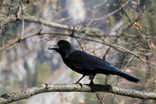 枝头黑鸦