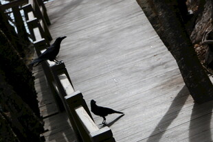 屋顶上的几只黑色小鸟